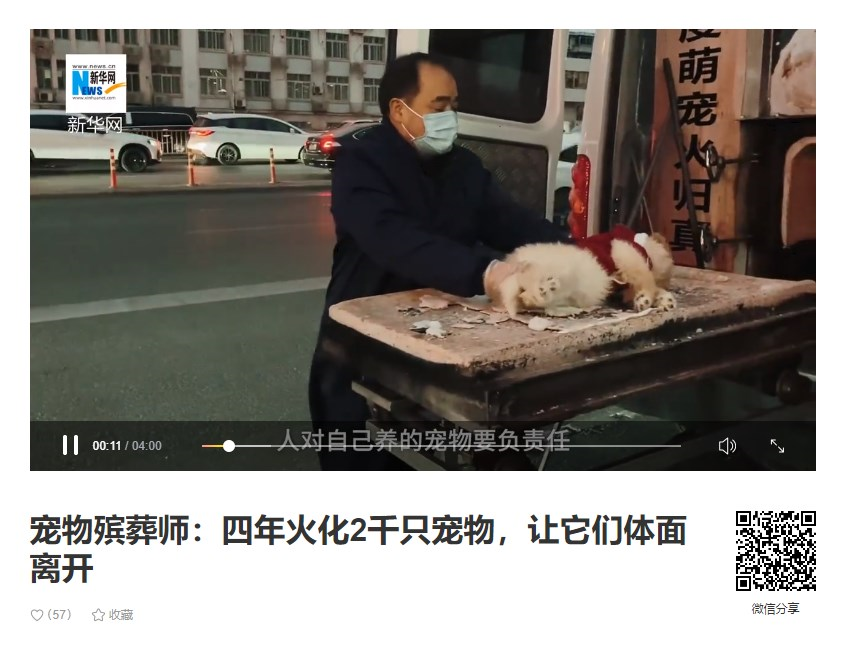 梨视频报道截图